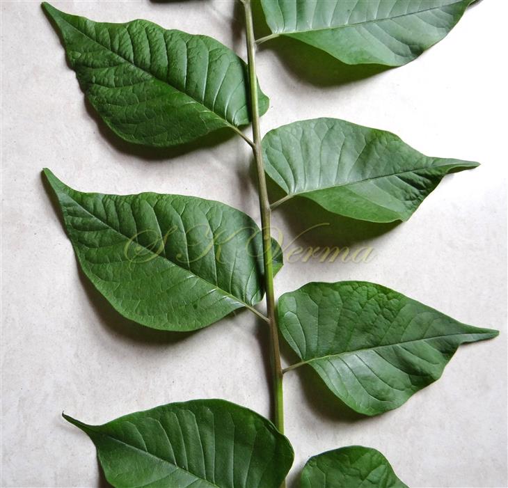  Leaflets